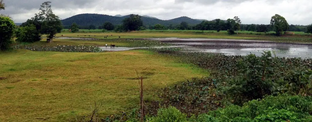 We saw this small lake with lotuses in bloom waiting for the rains. 