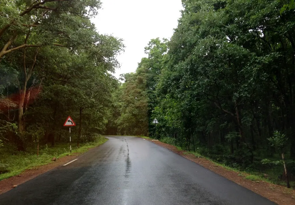Rains in forest means clear tarmac and lovely greenery!