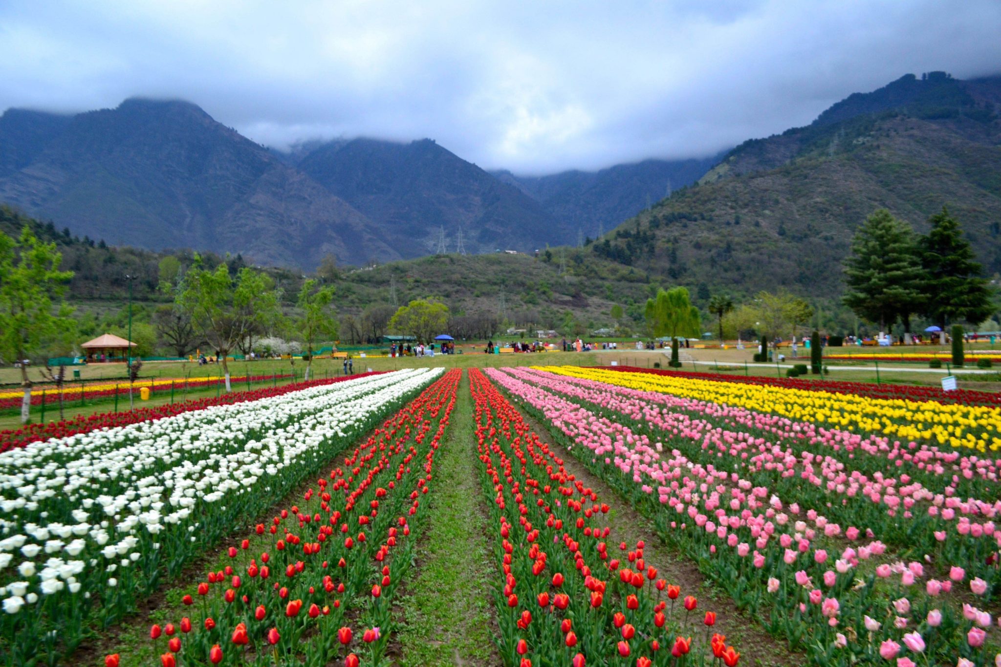 Tulip Garden, Kashmir, Srinagar