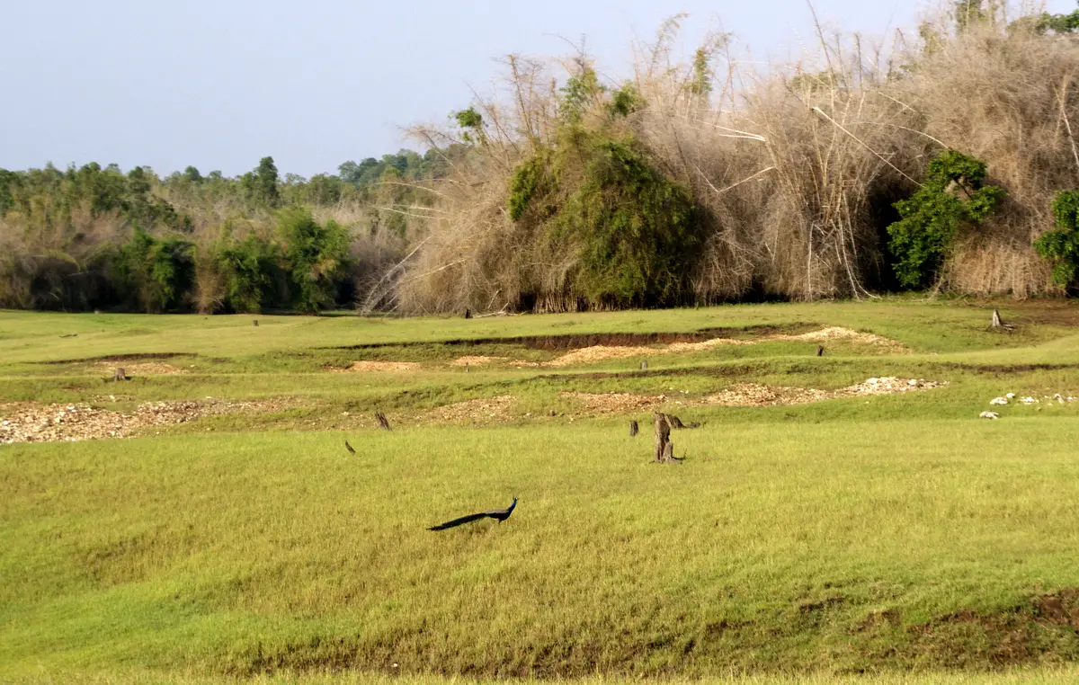 Bhadra Tiger reserve