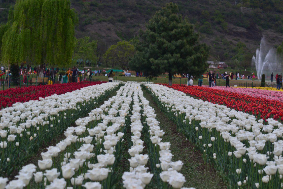 Spectacular Srinagar Tulip Garden you must see in 2023 A Complete Guide!