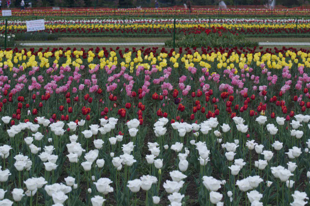 Srinagar tulip garden