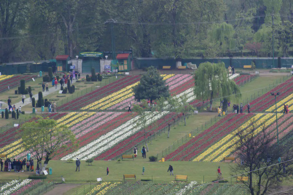 Srinagar tulip garden
