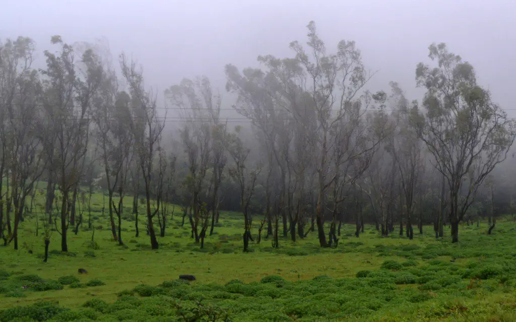 Charming Chikmagalur