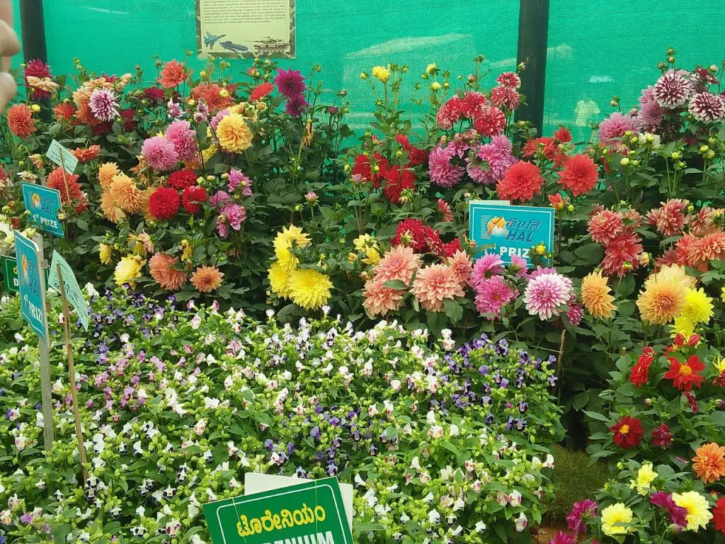 Lalbagh flower show
