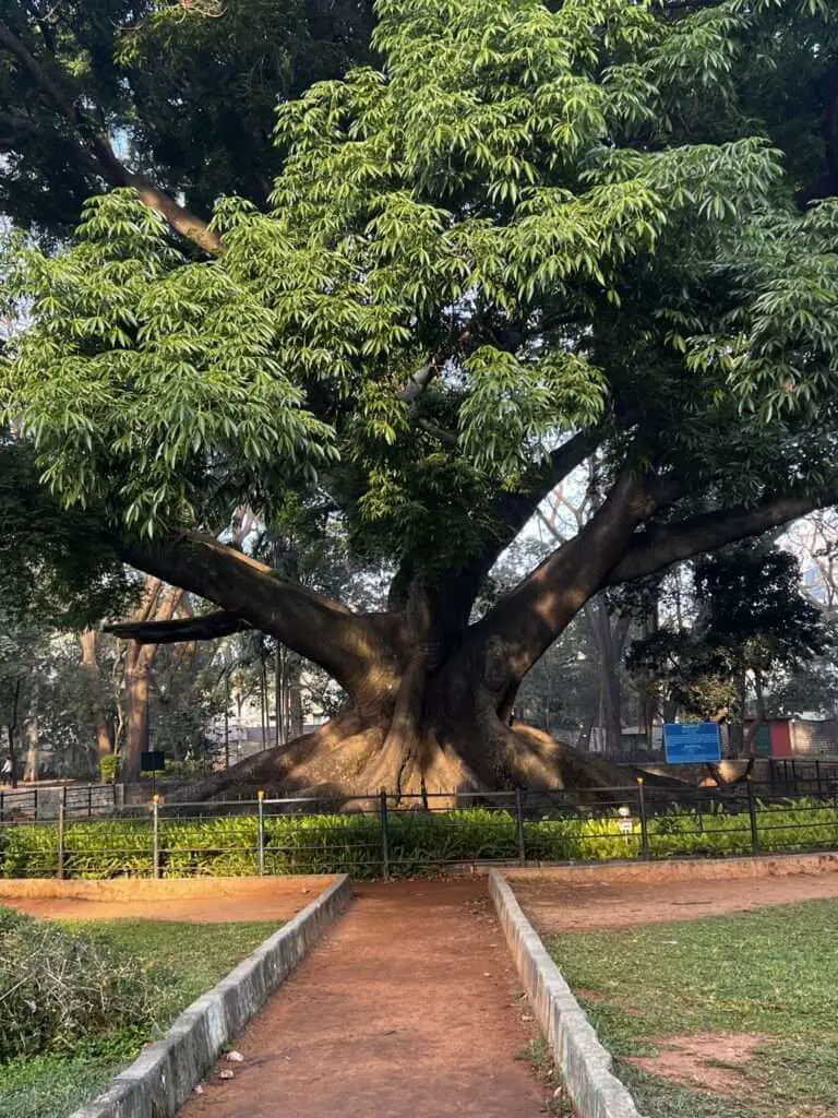 heritage tree lalbagh