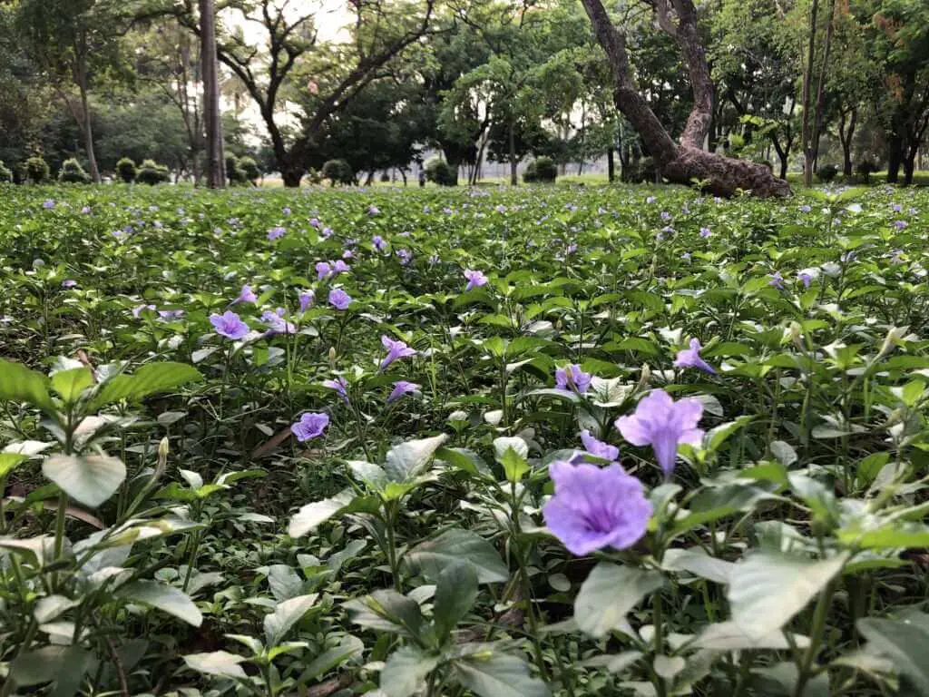 morning walk in lalbagh