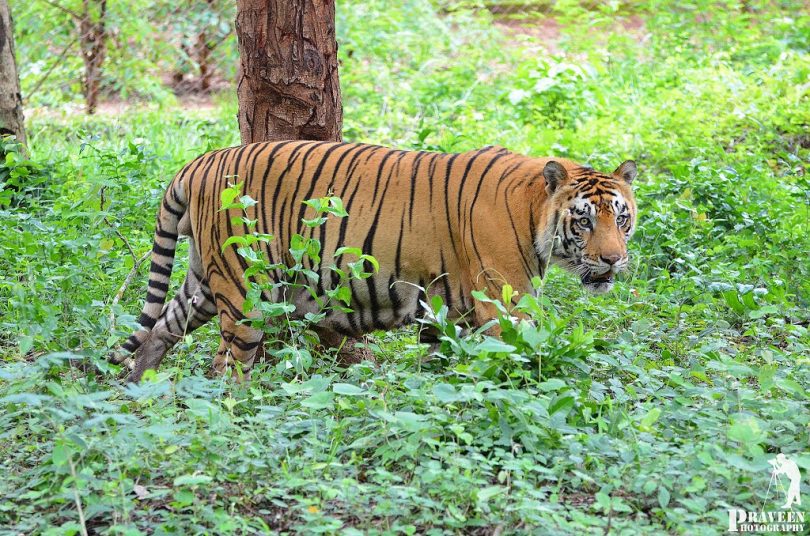 Monsoon Experience in Western Ghats | A Readymade Itinerary!