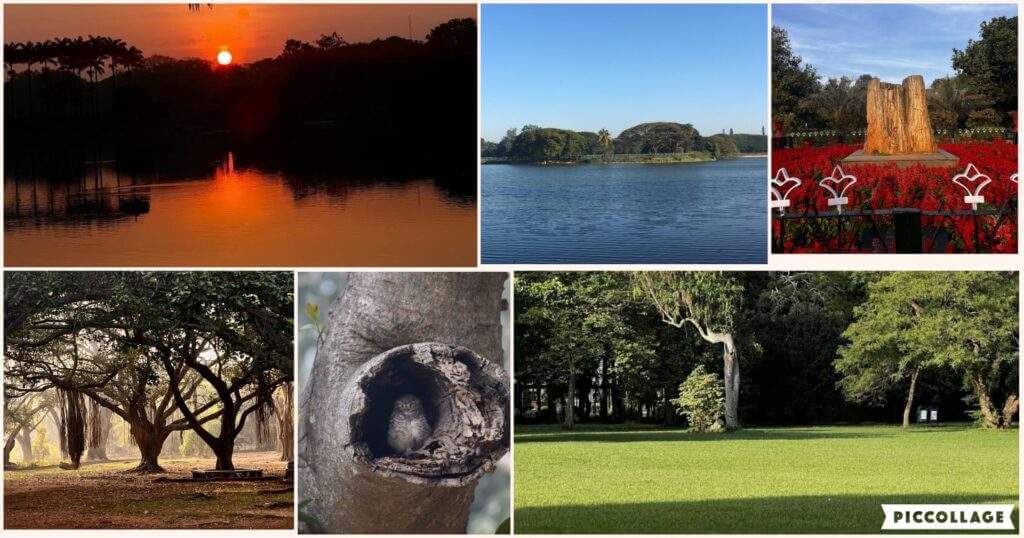 morning walk in Lalbagh