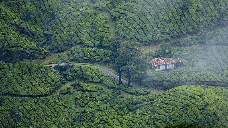 Tea gardens, Munnar